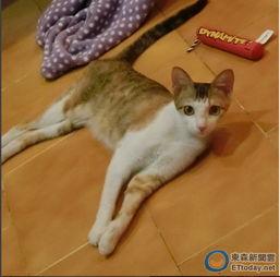 娱乐吃瓜君猫咪瘫痪 第2张 娱乐吃瓜君猫咪瘫痪 第2张