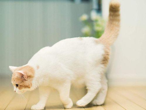 娱乐吃瓜君猫咪瘫痪 第3张 娱乐吃瓜君猫咪瘫痪 第3张